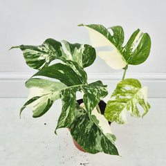 40 - 50cm Variegated Monstera Albo 17cm Pot House Plant (Choose Your Own)