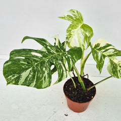 40 - 50cm Variegated Monstera Albo 17cm Pot House Plant (Choose Your Own)