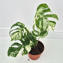 40 - 50cm Variegated Monstera Albo 17cm Pot House Plant (Choose Your Own)