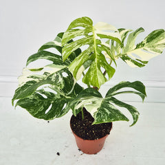 40 - 50cm Variegated Monstera Albo 17cm Pot House Plant (Choose Your Own)