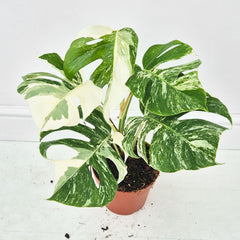 40 - 50cm Variegated Monstera Albo 17cm Pot House Plant (Choose Your Own)