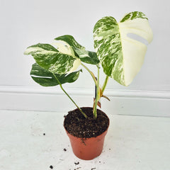40 - 50cm Variegated Monstera Albo 17cm Pot House Plant (Choose Your Own)