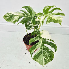 40 - 50cm Variegated Monstera Albo 17cm Pot House Plant (Choose Your Own)