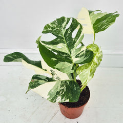 40 - 50cm Variegated Monstera Albo 17cm Pot House Plant (Choose Your Own)