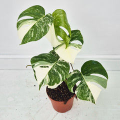40 - 50cm Variegated Monstera Albo 17cm Pot House Plant (Choose Your Own)