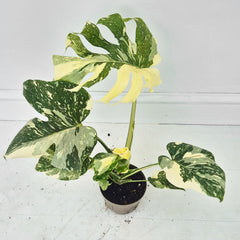 (Choose Your Own) Creme Brulee Monstera 12cm Pot 20 - 30cm Height