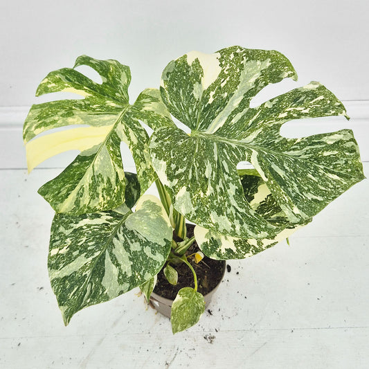 (Choose Your Own) Creme Brulee Monstera 12cm Pot 20 - 30cm Height