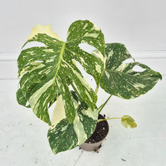 (Choose Your Own) Creme Brulee Monstera 12cm Pot 20 - 30cm Height