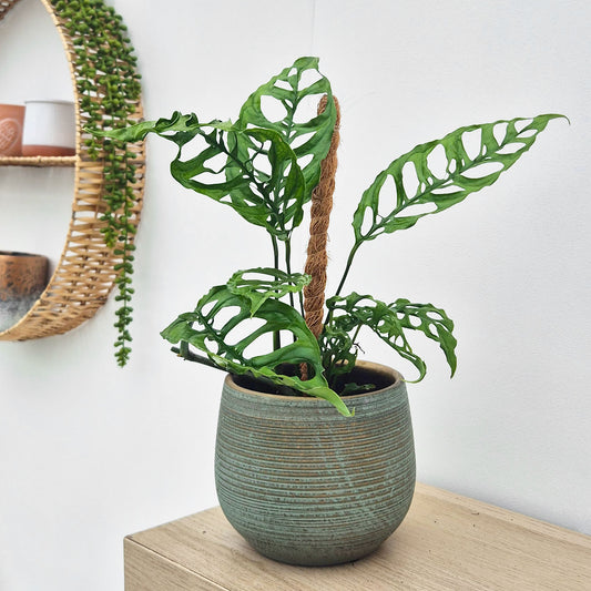 Monstera Obliqua Peru 10.5cm Pot 15cm Height House Plant