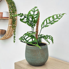 Monstera Obliqua Peru 10.5cm Pot 15cm Height House Plant