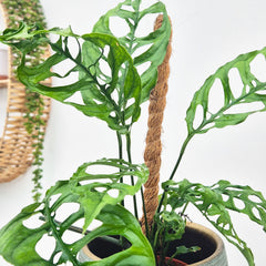Monstera Obliqua Peru 10.5cm Pot 15cm Height House Plant