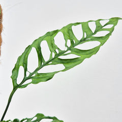 Monstera Obliqua Peru 10.5cm Pot 15cm Height House Plant