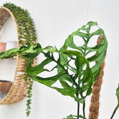 Monstera Obliqua Peru 10.5cm Pot 15cm Height House Plant