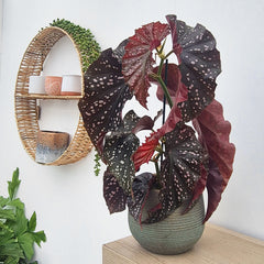 30 - 40cm Begonia Cracklin Rose 12cm Pot House Plant