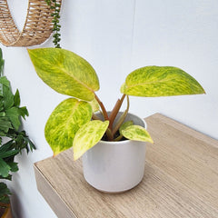 Philodendron Painted Lady House Plant 6cm Pot