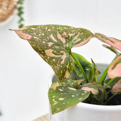 Syngonium Pink Splash House Plant 6cm Pot
