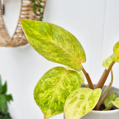 Philodendron Painted Lady House Plant 6cm Pot