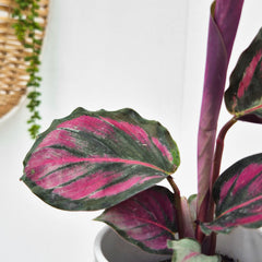 Calathea Roseopicta Illustrious Dottie Prayer Plant House Plant 6cm Pot