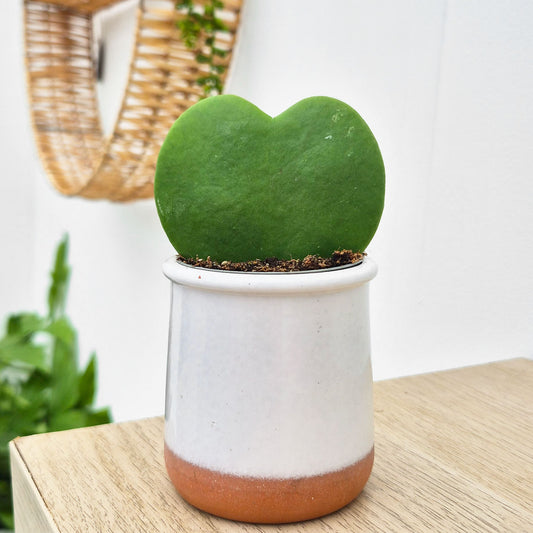 Hoya Kerri Sweetheart Plant House Plant 6cm Pot
