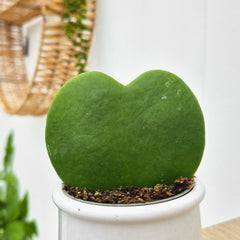 Hoya Kerri Sweetheart Plant House Plant 6cm Pot