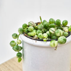 Variegated String of Pearls Senecio Succulent House Plant 6cm Pot