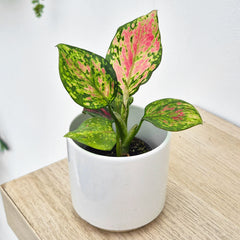 Aglaonema Red Valentine Chinese Evergreen House Plant 6cm Pot