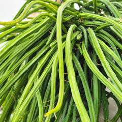 40 - 50cm Selenicereus Wercklei XXL in Hanging Pot 15cm Pot House Plant