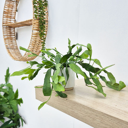 Rhipsalis Crispata House Plant 6cm Pot