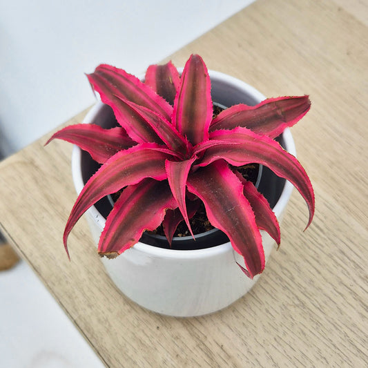 Cryptanthus Super Pink House Plant 6cm Pot