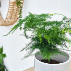 Asparagus Plumosus Fern House Plant 6cm Pot