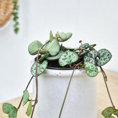 Ceropegia Woodii String of Hearts House Plant 6cm Pot