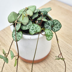 Ceropegia Woodii String of Hearts House Plant 6cm Pot