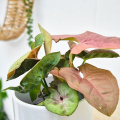 Syngonium Neon Arrowhead House Plant 6cm Pot