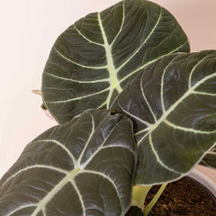 20 - 25cm Alocasia Black Velvet Elephant Ear 12cm Pot House Plant