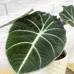 20 - 25cm Alocasia Black Velvet Elephant Ear 12cm Pot House Plant