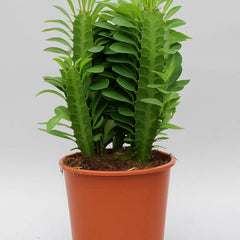 20 - 25cm Euphorbia Trigona Cactus 12cm Pot House Plant
