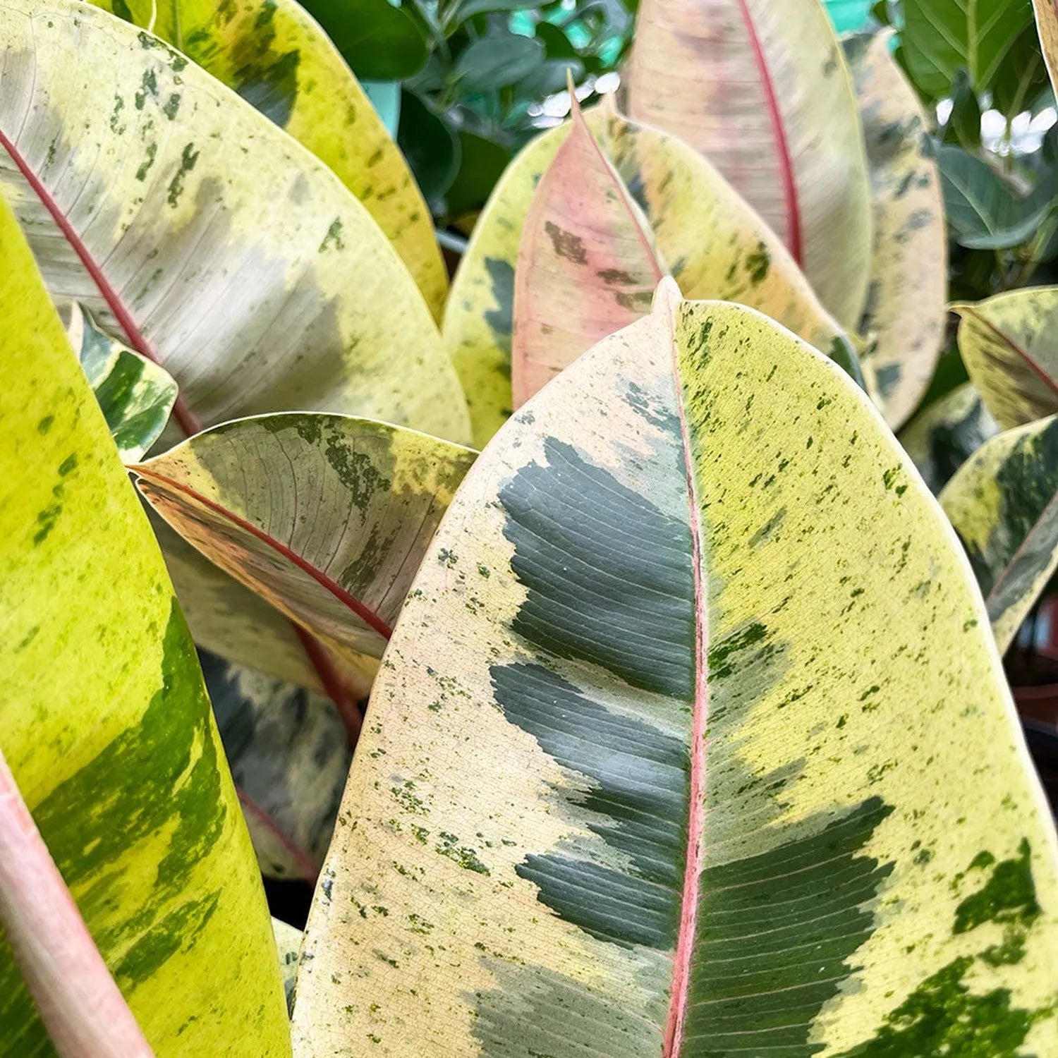 20 - 25cm Ficus Shivereana Moonshine 9cm Pot House Plant