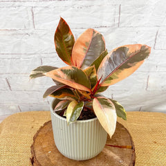 20 - 25cm Highly Variegated Ficus Belize Rubber Plant 9cm Pot House Plant