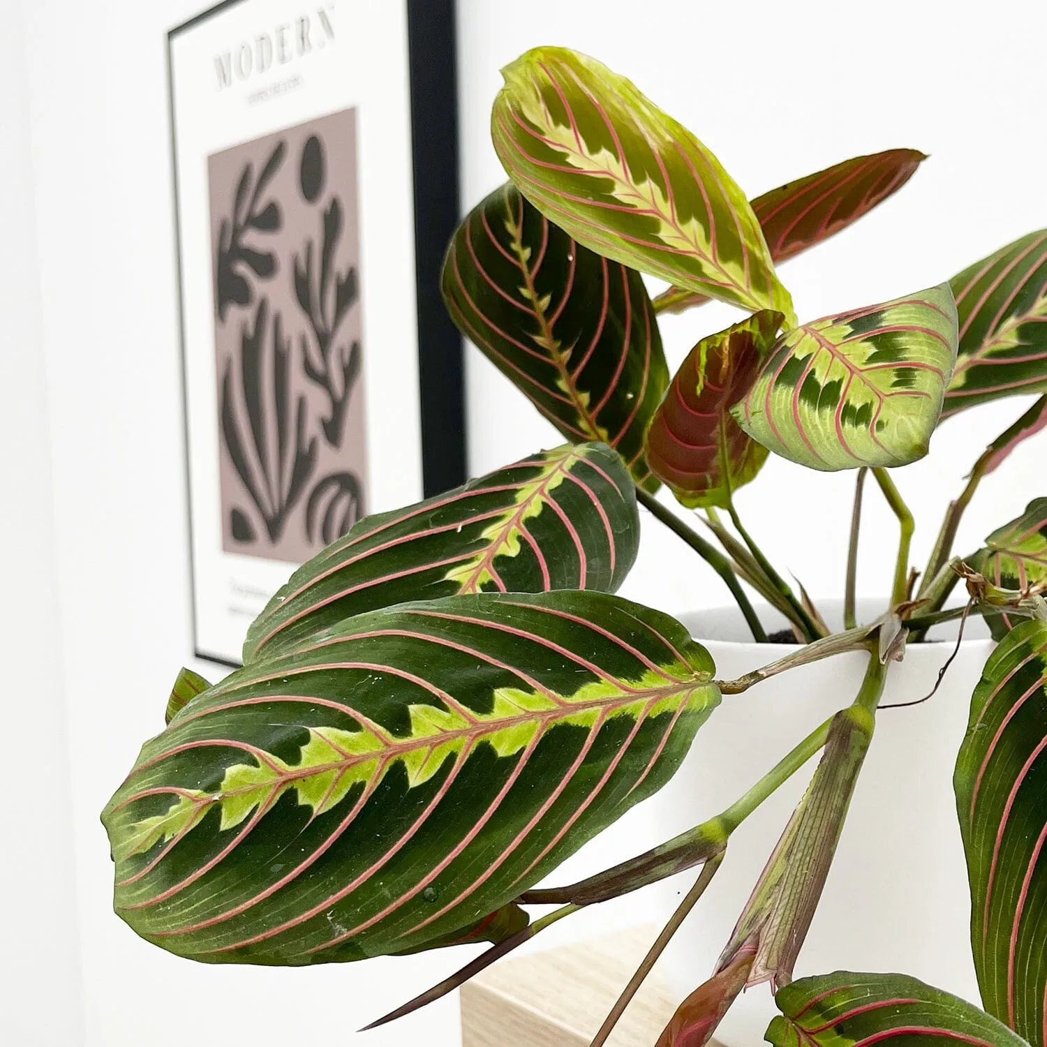 20 - 25cm Maranta Fascinator House Plant 12cm Pot