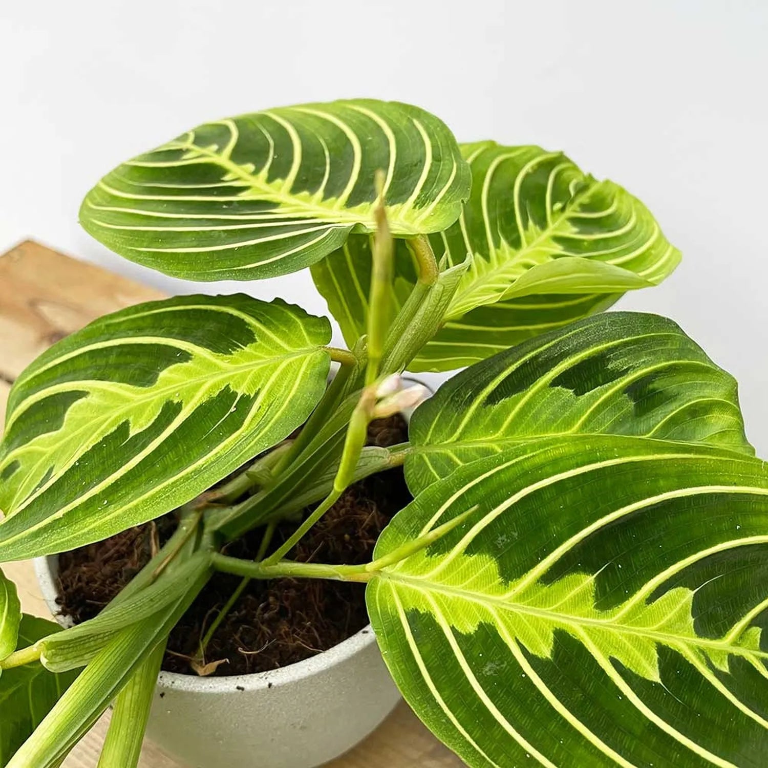 20 - 25cm Maranta Lemon Lime Prayer Plant 12cm Pot House Plant