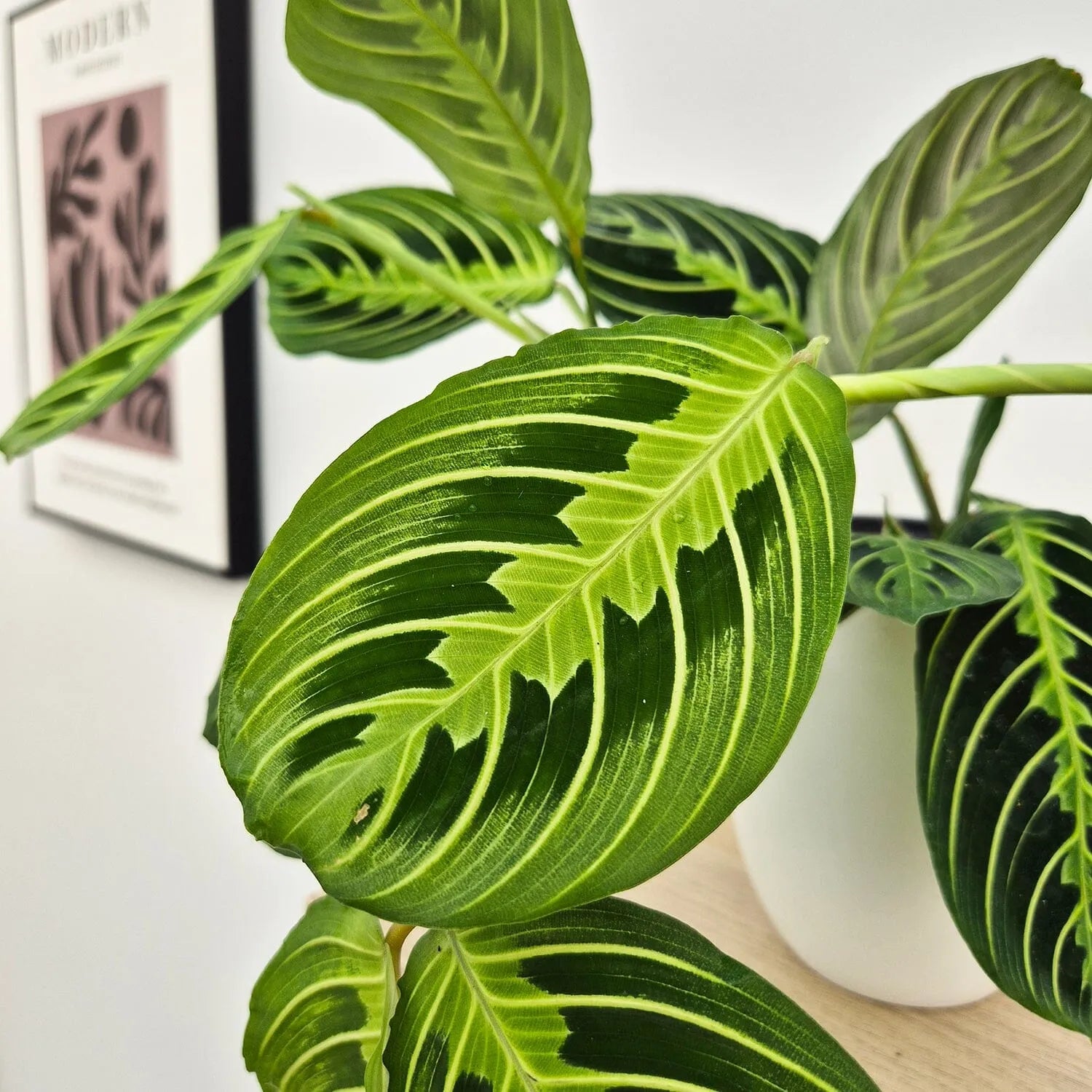20 - 25cm Maranta Lemon Lime Prayer Plant 12cm Pot House Plant
