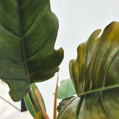 20 - 25cm Philodendron Caramel House Plant 12cm Pot
