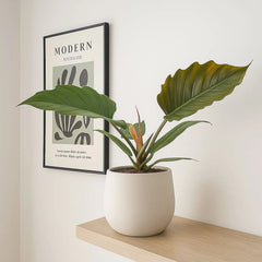 20 - 25cm Philodendron Caramel House Plant 12cm Pot