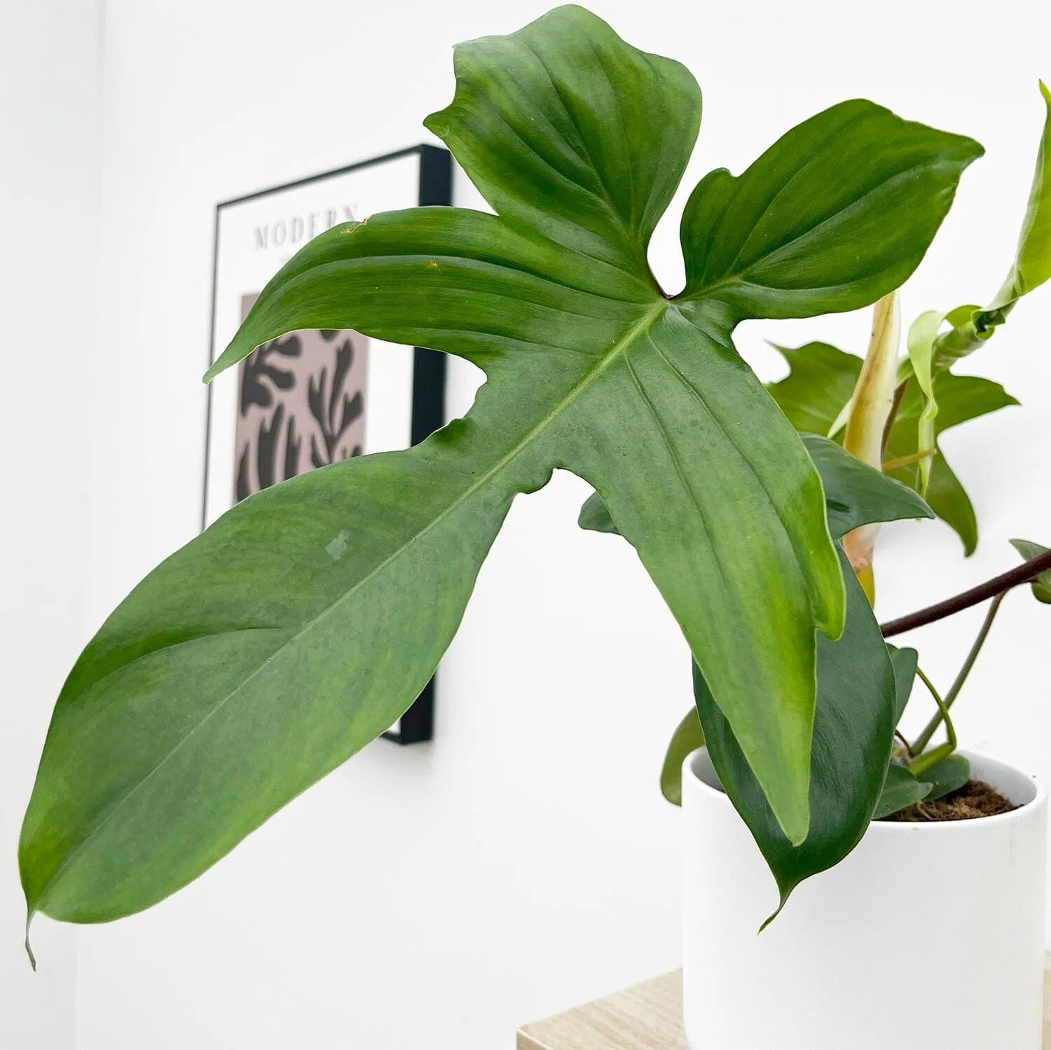 20 - 25cm Philodendron Florida Green 12cm Pot House Plant