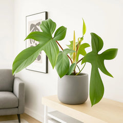 20 - 25cm Philodendron Florida Green 12cm Pot House Plant
