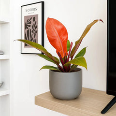 20 - 25cm Philodendron Prince of Orange House Plant 12cm