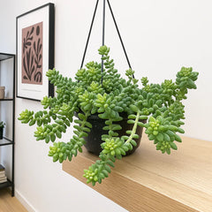 20 - 25cm Sedum Burrito Succulent in Hanging 14cm Pot