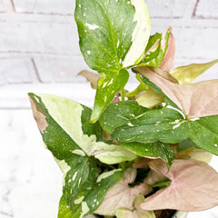 20 - 25cm Syngonium Tricolour Red Spot Arrowhead Plant 12cm Pot House Plant