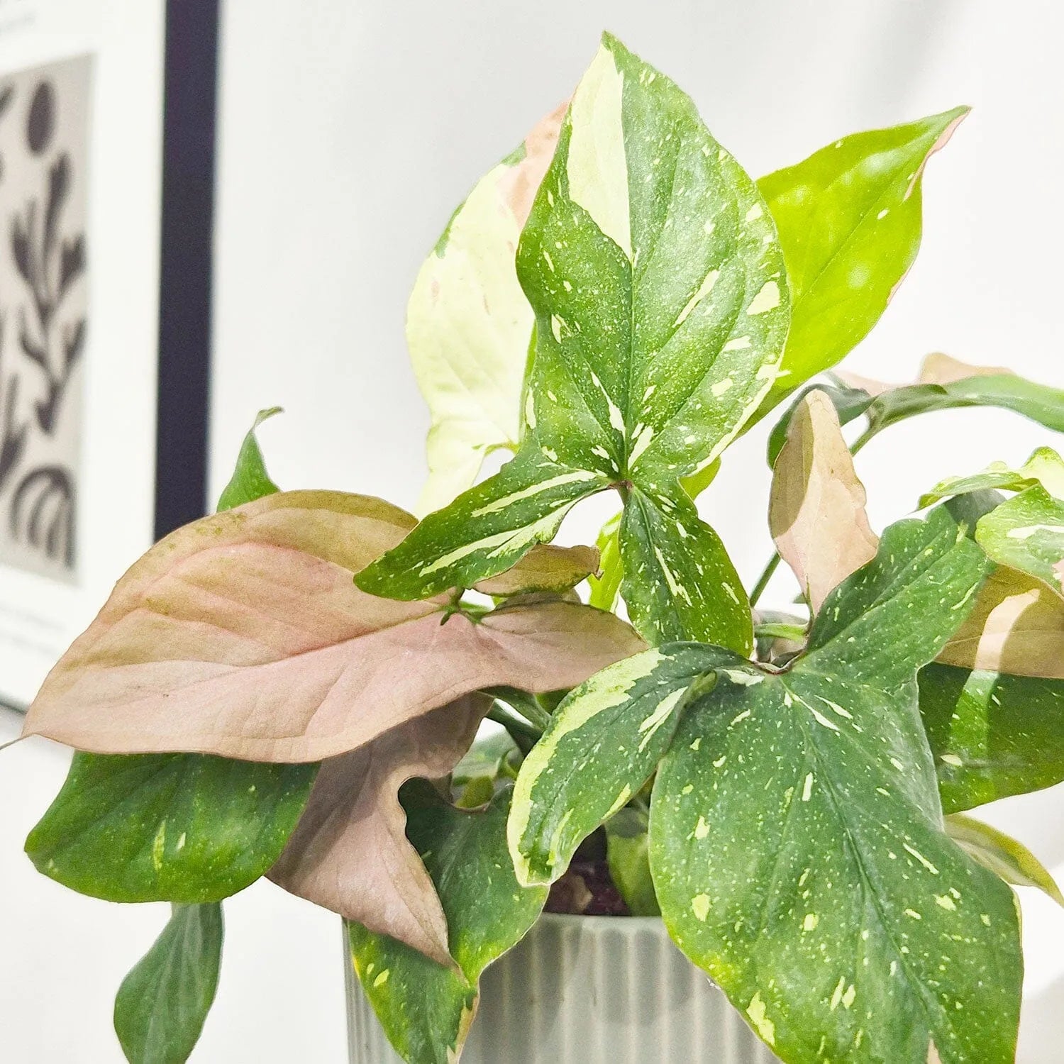 20 - 25cm Syngonium Tricolour Red Spot Arrowhead Plant 12cm Pot House Plant