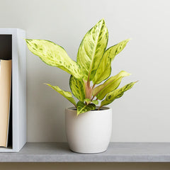 20 - 30cm Aglaonema Chartreuse Pretty Chinese Evergreen 12cm Pot House Plant